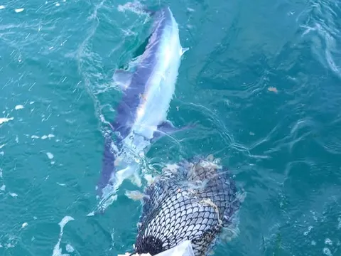 June 2023 Memorial Competition - a shark helping itself to the berley bag
