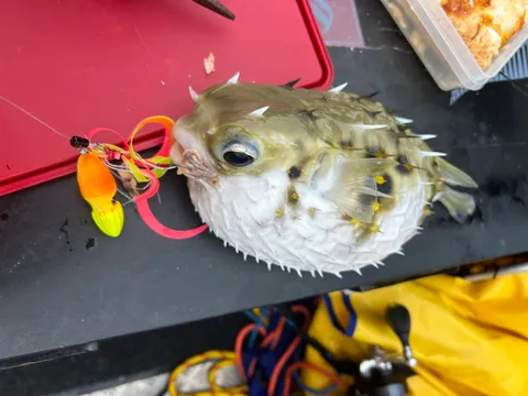 Browns Bay Fishing Club member photo