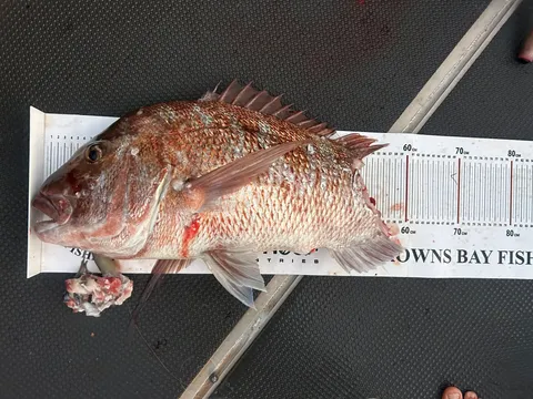 Browns Bay Fishing Club member photo