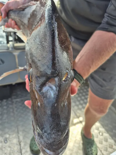 Browns Bay Fishing Club member photo